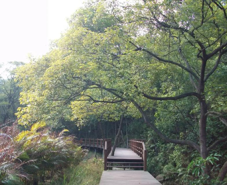 芙蓉嶂风景区