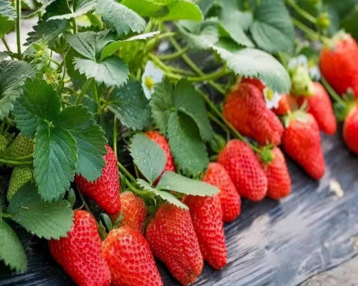 西丽哪些地方可以摘草莓？