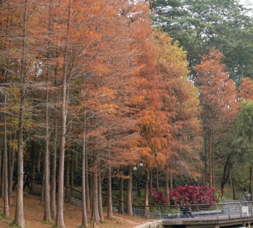 莲花山公园的落羽杉在什么位置，深圳莲花山公园落羽杉什么时候红？