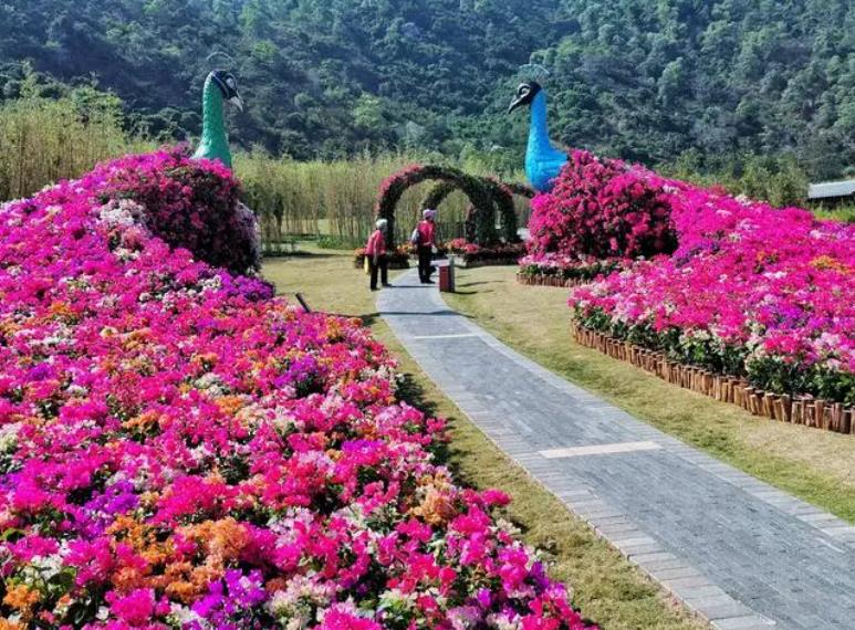 深圳可以赏花的公园有哪些？