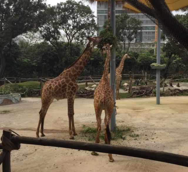 深圳野生动物园开放时间地址交通指南