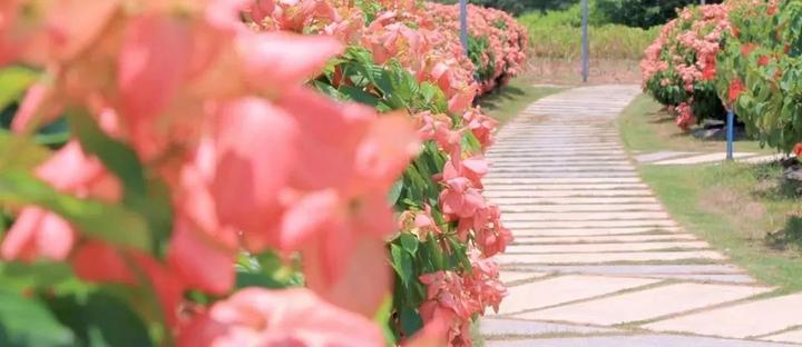 深圳版“莫奈花园”，藏着一个粉色花海（十二）