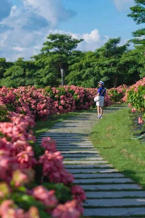 深圳版“莫奈花园”，藏着一个粉色花海（二）
