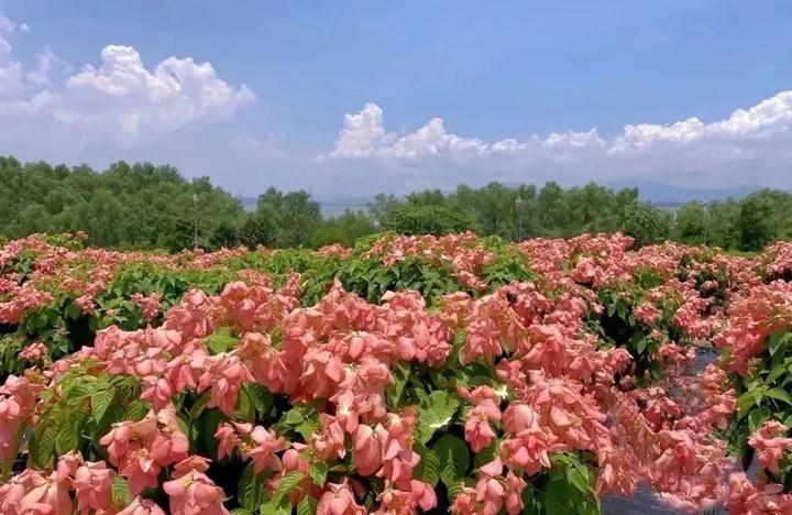 深圳版“莫奈花园”，藏着一个粉色花海（六）