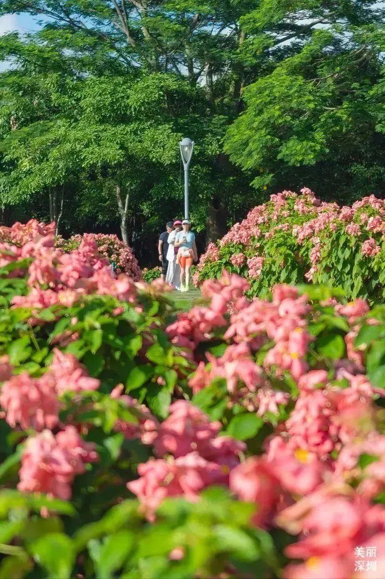 深圳版“莫奈花园”，藏着一个粉色花海（四）