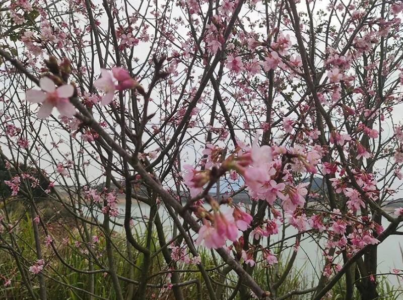 深圳三月赏樱花好去处，公交可直达！（一）