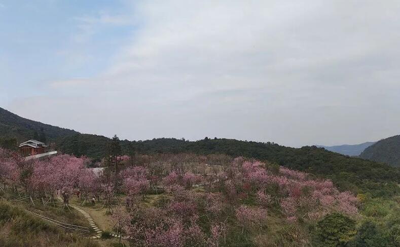 深圳三月赏樱花好去处，公交可直达！（二）