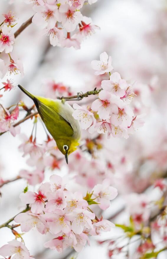 3月末了，剩下两个周末赶紧去小三洲樱花林赏樱花（三）